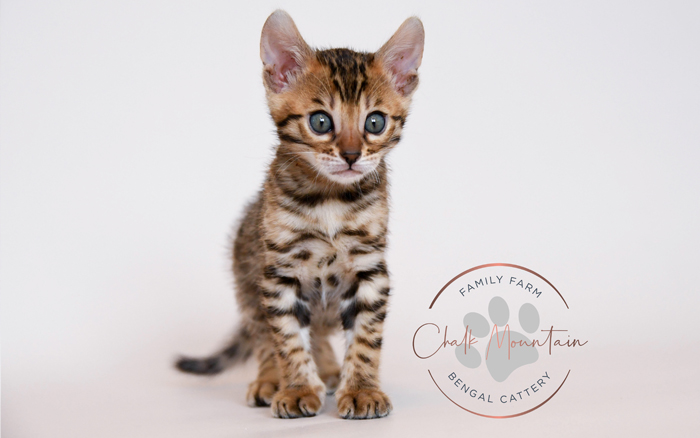 Bengal kitten for sale